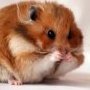 Andrew_Hamster