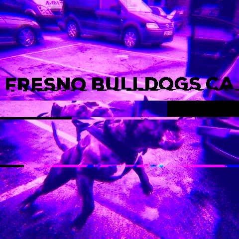 𝕯𝖆𝖓𝖓𝖞𝕭𝖚𝖑𝖑𝖉𝖔𝖌𝖘