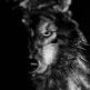 Wolf111