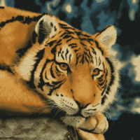 Timofey_Sklifosovsky