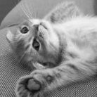 ๖ۣۣۜPalm๖ۣۣۜAngelsღ