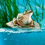 Денис Каспировский