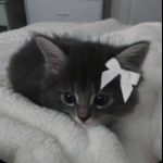 Thomas Schwarzenegger