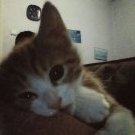 Gianfrancesco_Fernando