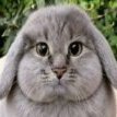 Victoria_Neko