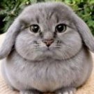 Mapobka44