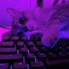Anel_Morozov