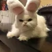 Kirill_Sukh