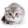 Misha_Miheson
