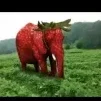 Klubnichniy Slon Yan_Bol